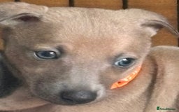 Mixed Breed dogs for sale:  Beautiful Whiggys Whippet X Italian Greyhound  - Image 4