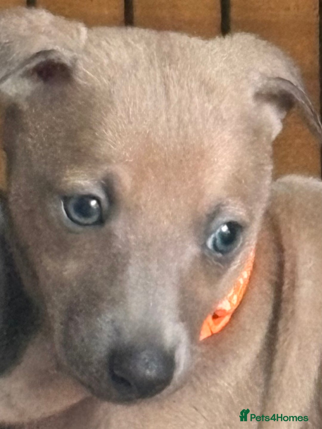 Mixed Breed dogs for sale:  Beautiful Whiggys Whippet X Italian Greyhound  - Image 4