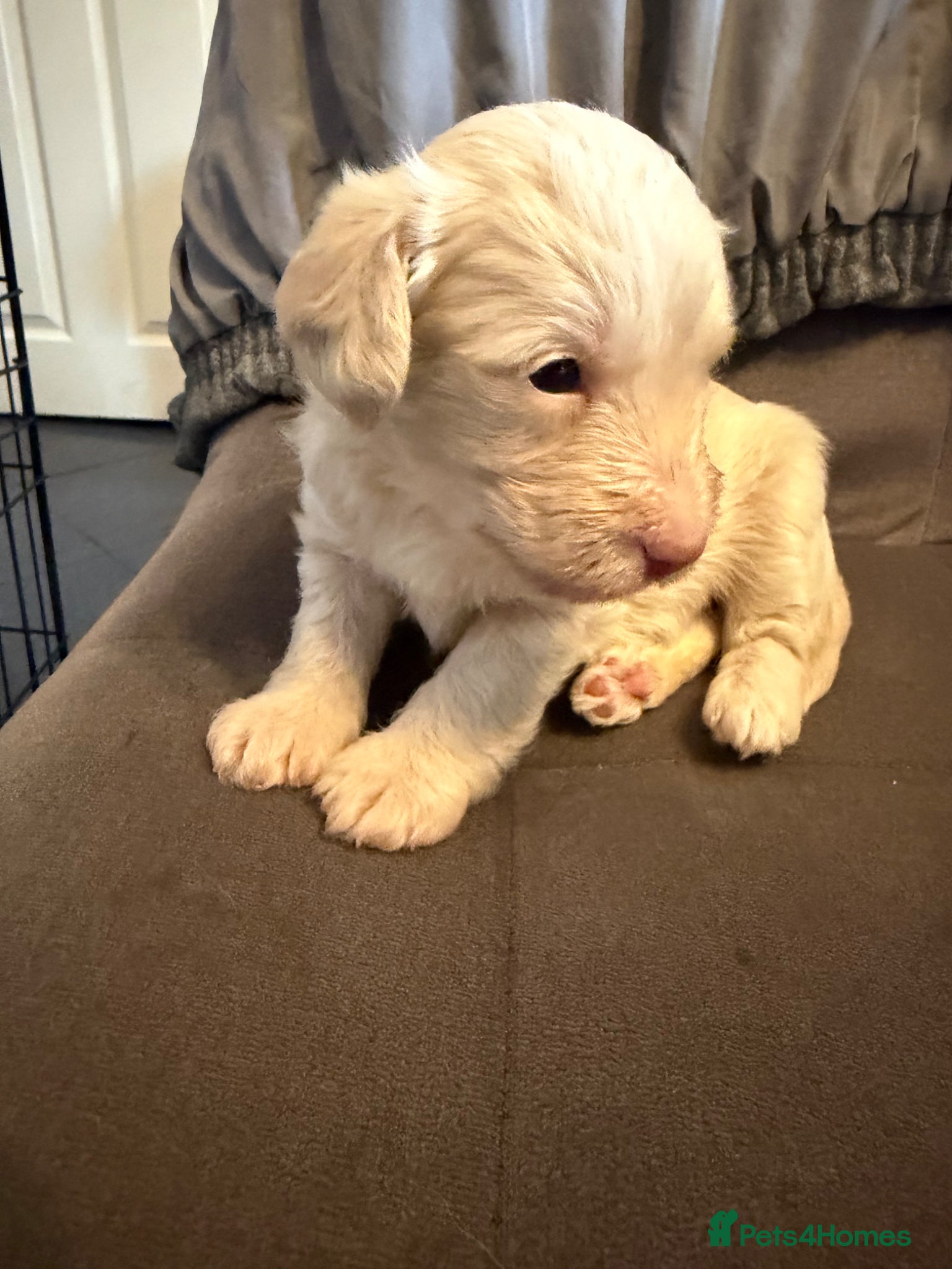Jackapoo dogs ❌ 1 LEFT READY TO LEAVE ❌ FB1 jackapoo puppies  - Advert 2