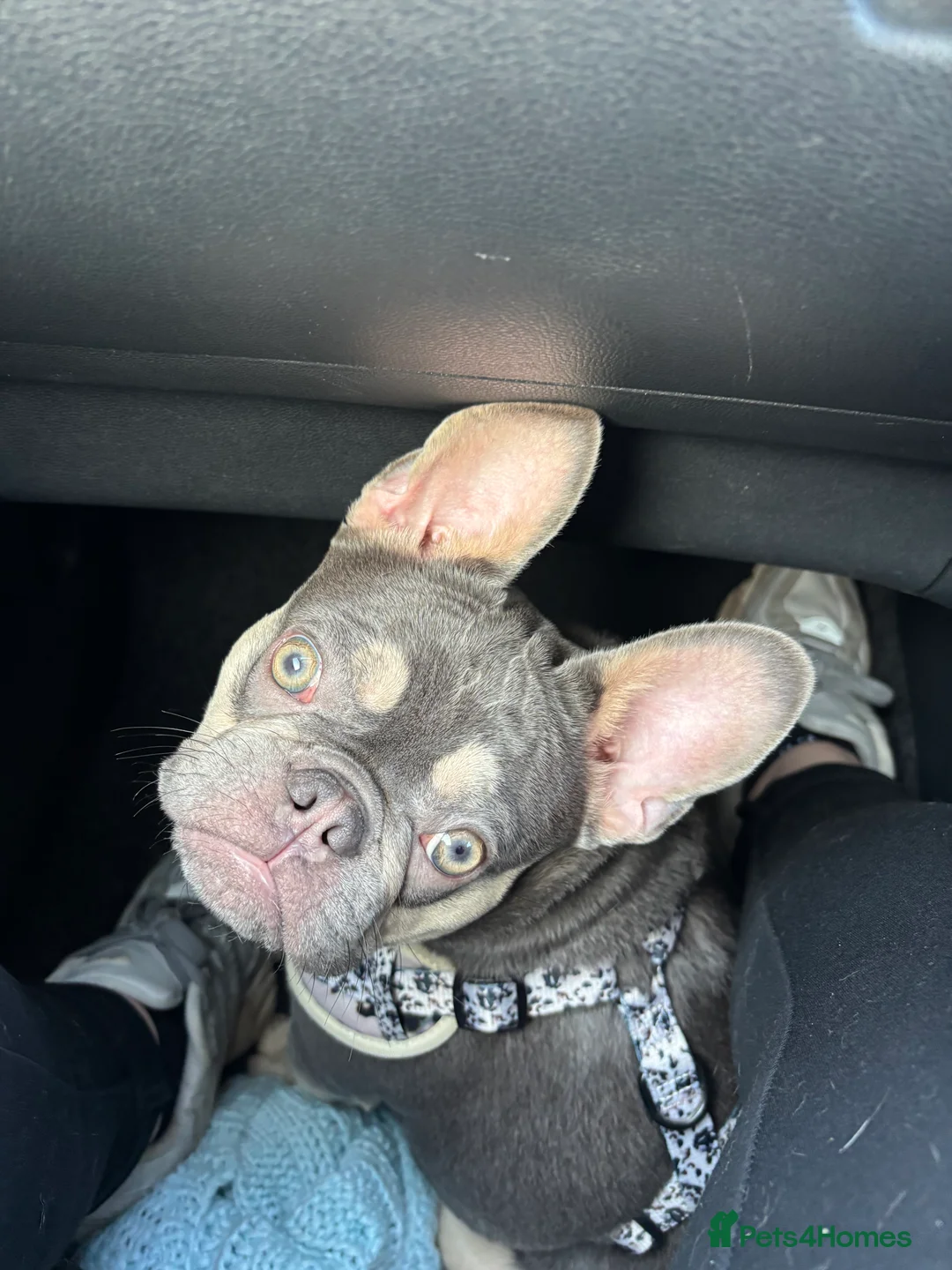 French Bulldog dogs for sale: 7 month old French bulldog female  - Advert 1