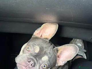 French Bulldog dogs 7 month old French bulldog female - Advert 4