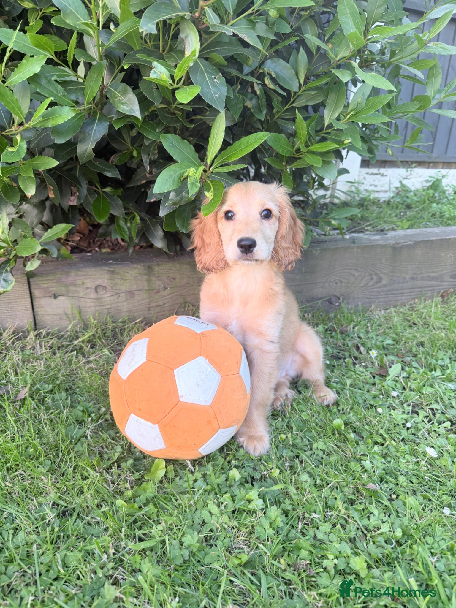 Cavapoo dogs 15 Week Old Cavapoo - Advert 3