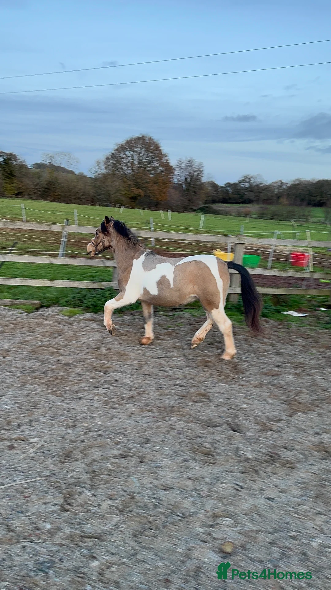 Welsh Section A horses for sale: Beautifully well marked Welsh P/B - Advert 16