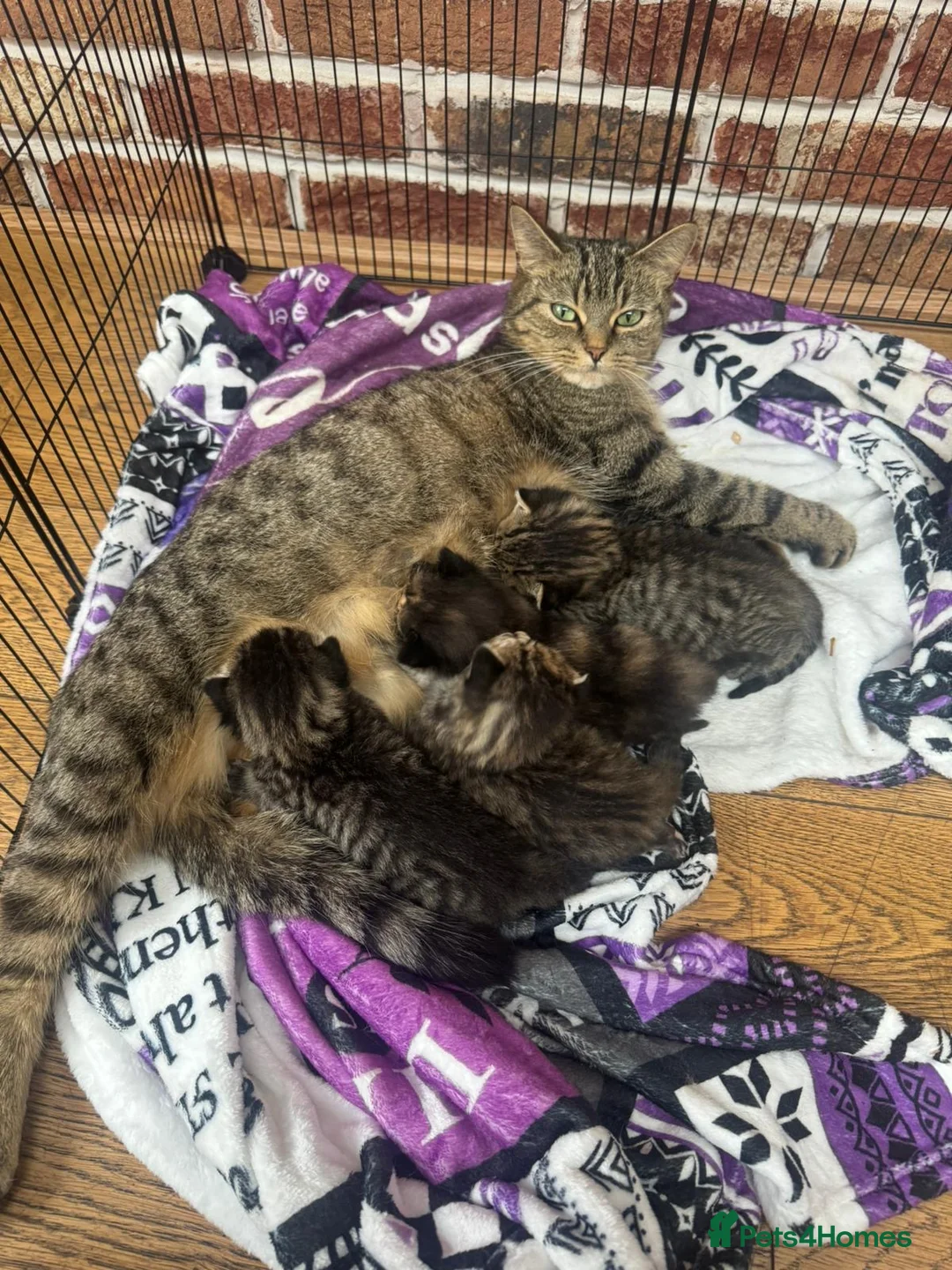 British Shorthair cats for sale: 2 tabby females - Advert 1