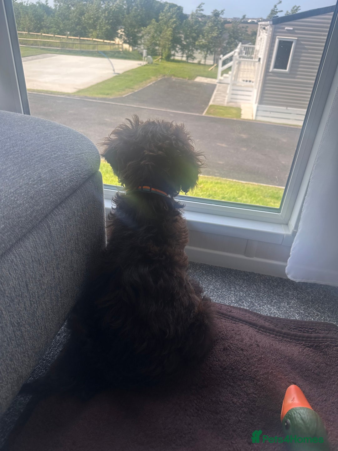 Cockapoo dogs for sale: 1 year old male cockapoo  - Advert 4