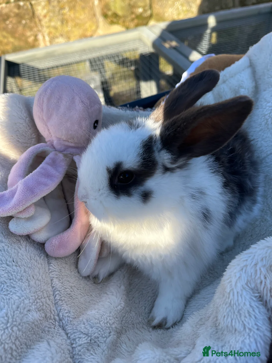 Mini Lop rabbits for sale: Gorgeous mini lops  - Advert 22