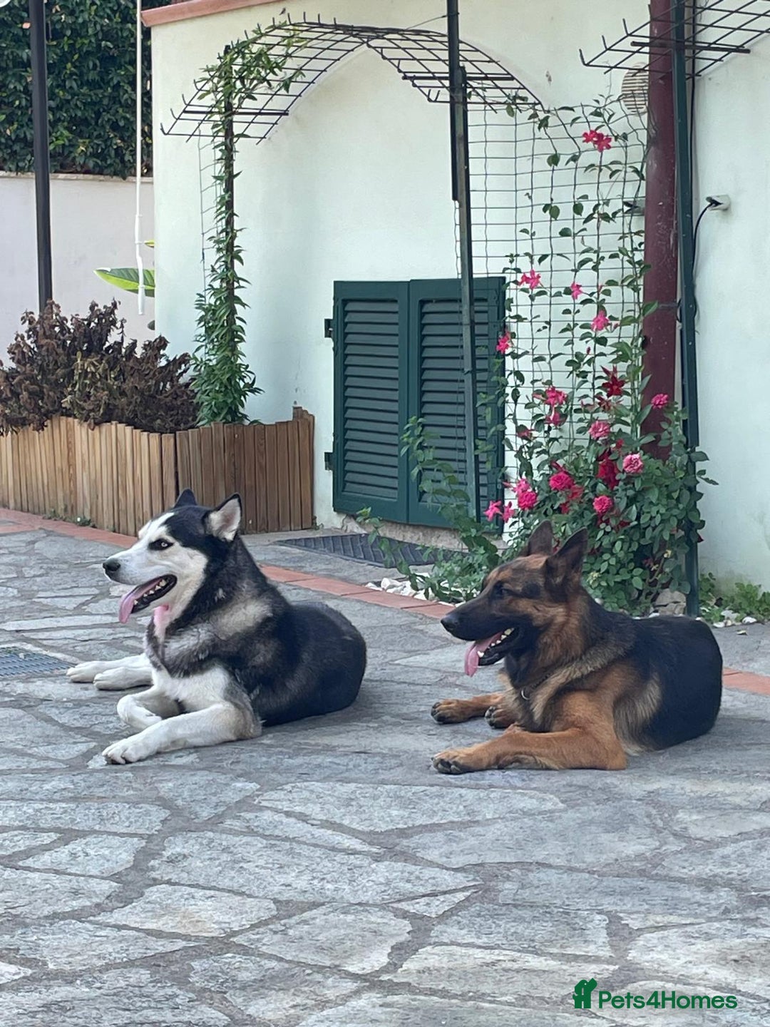 Siberian Husky dogs for stud: Gorgeous husky stud, unique eyes in Dunstable - Advert 5