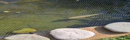 Koi Carp fish for sale: Various Koi’s looking for a new home. in Saint Asaph - Advert 2