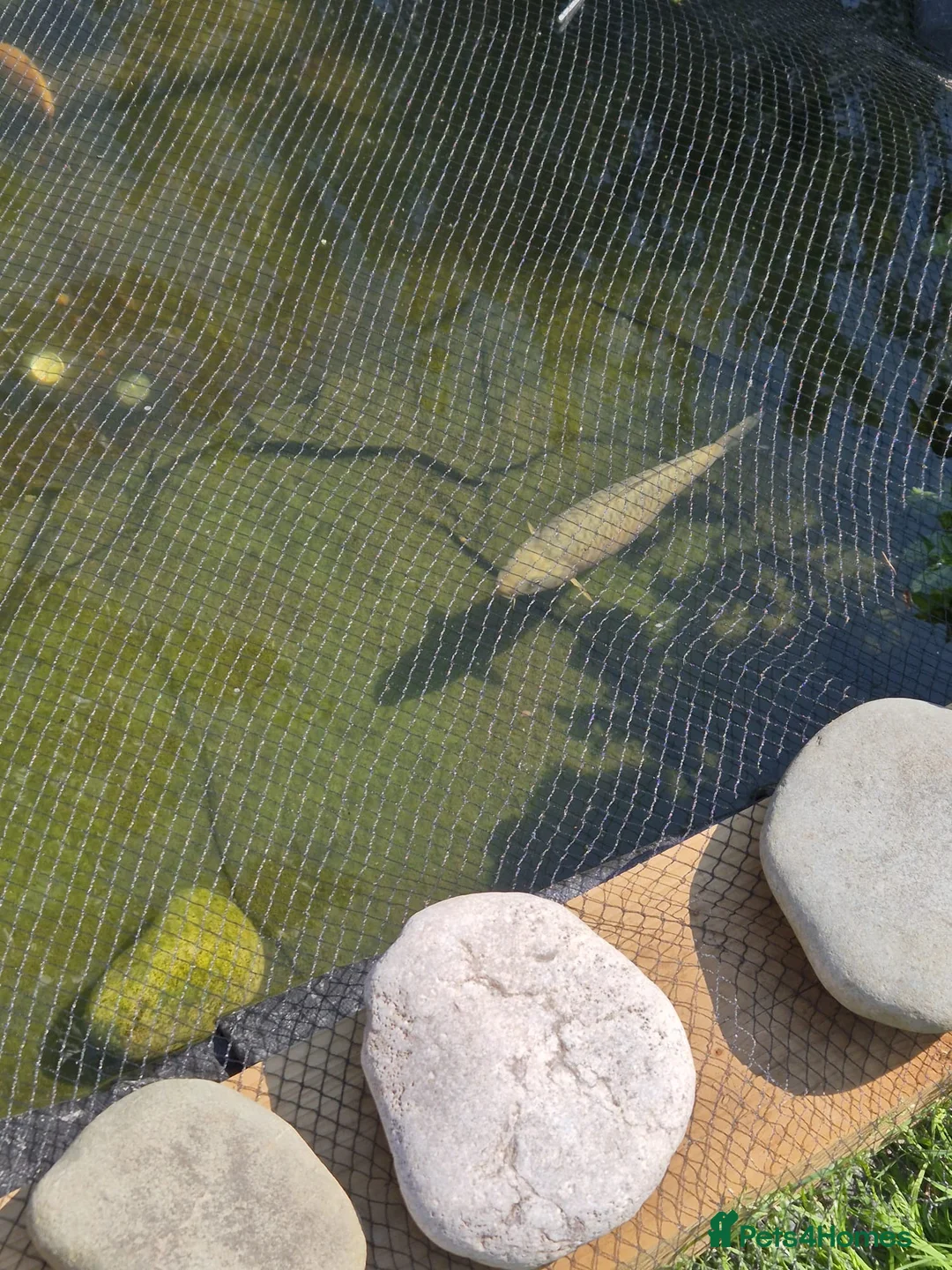 Koi Carp fish for sale: Various Koi’s looking for a new home. in Saint Asaph - Advert 2