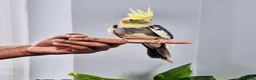 Cockatiels birds for sale: Beautiful baby hand tamed cockatiels for sale. - Advert 11