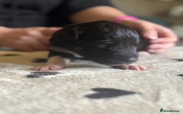 Mixed Breed dogs for sale: Beautiful Huntaway x Collie pups  - Image 7