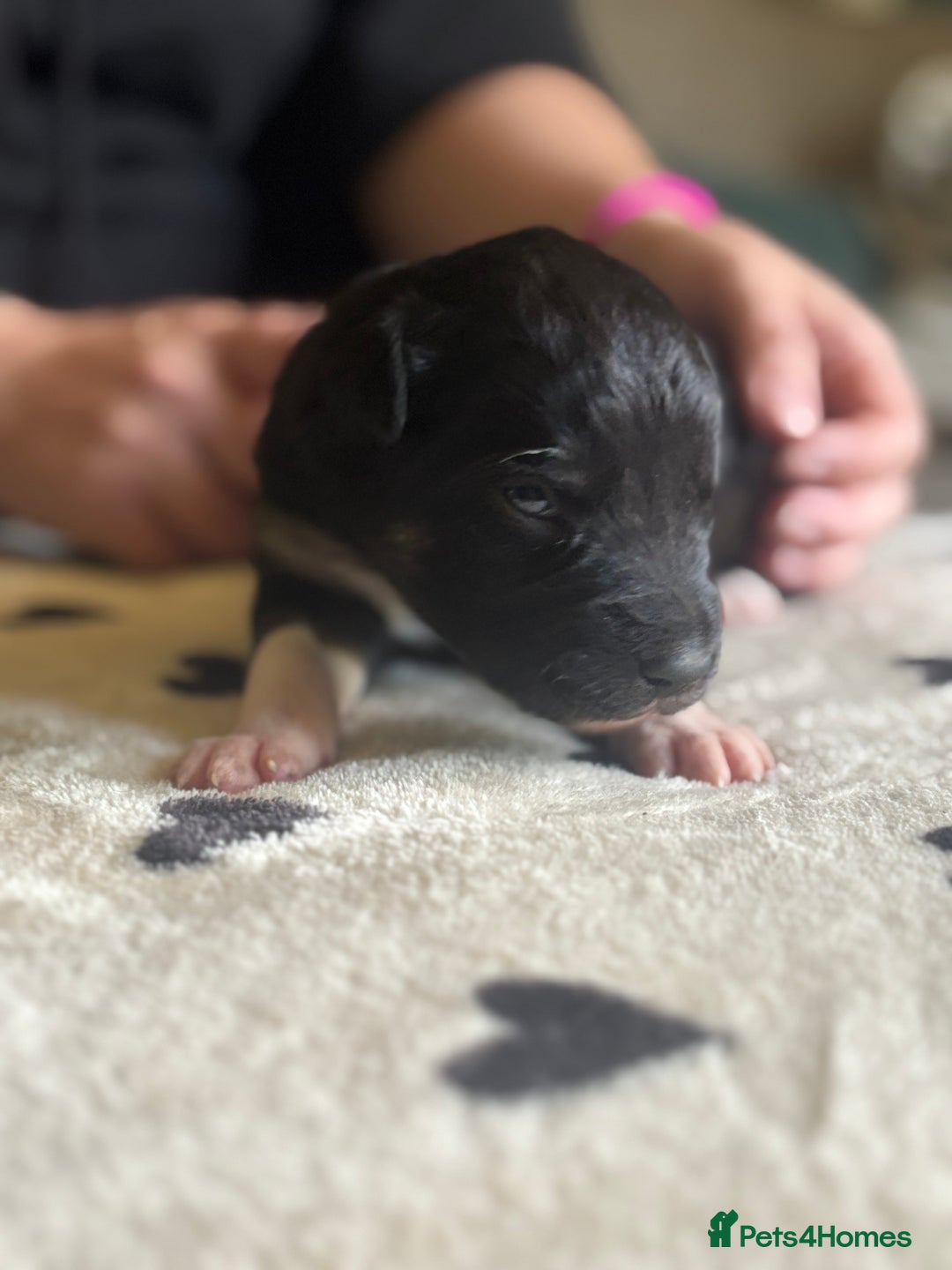 Mixed Breed dogs for sale: Beautiful Huntaway x Collie pups  - Image 7