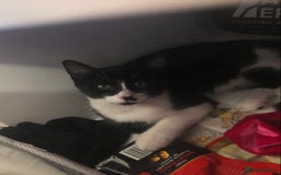 Domestic Shorthair cats for sale: Adorable Tuxedo Kitten - Looking for a Loving Home - Image 5