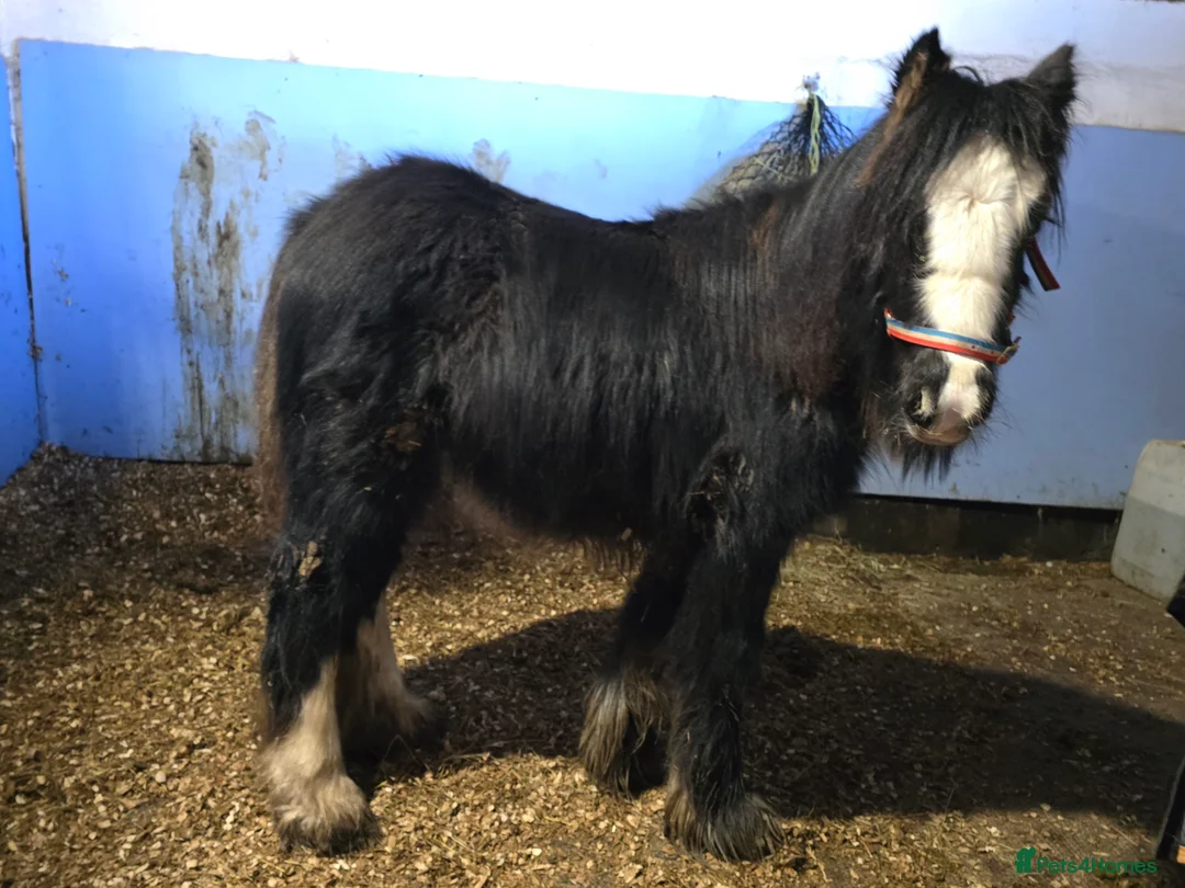 Irish Cob horses for sale: Beautiful 6mth Blagdon Filly - Advert 6