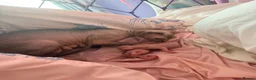 Sphynx cats for sale: 2 beautiful Sphynx kittens  - Advert 2