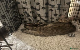 Mixed Breed cats for sale: 4 kittens looking for their forever homes  - Image 9