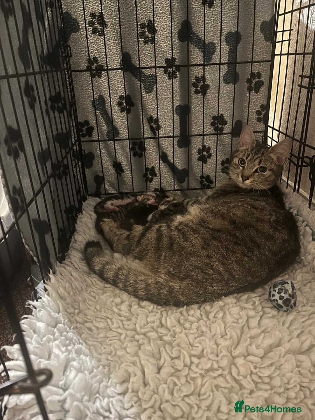 Mixed Breed cats for sale: 4 kittens looking for their forever homes  - Image 9