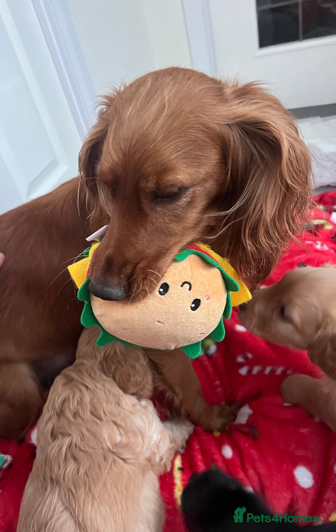 Cockapoo dogs for sale: Adorable beautiful f1 cockerpoo pups - Advert 2