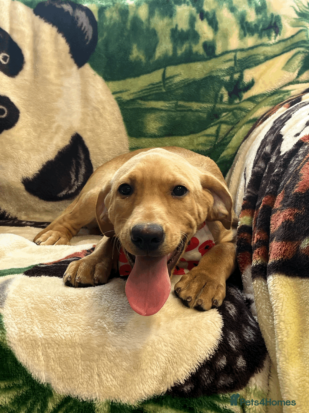 Labrador Retriever dogs for sale: Lovely Labrador puppies ready for new home 💕 - Image 3