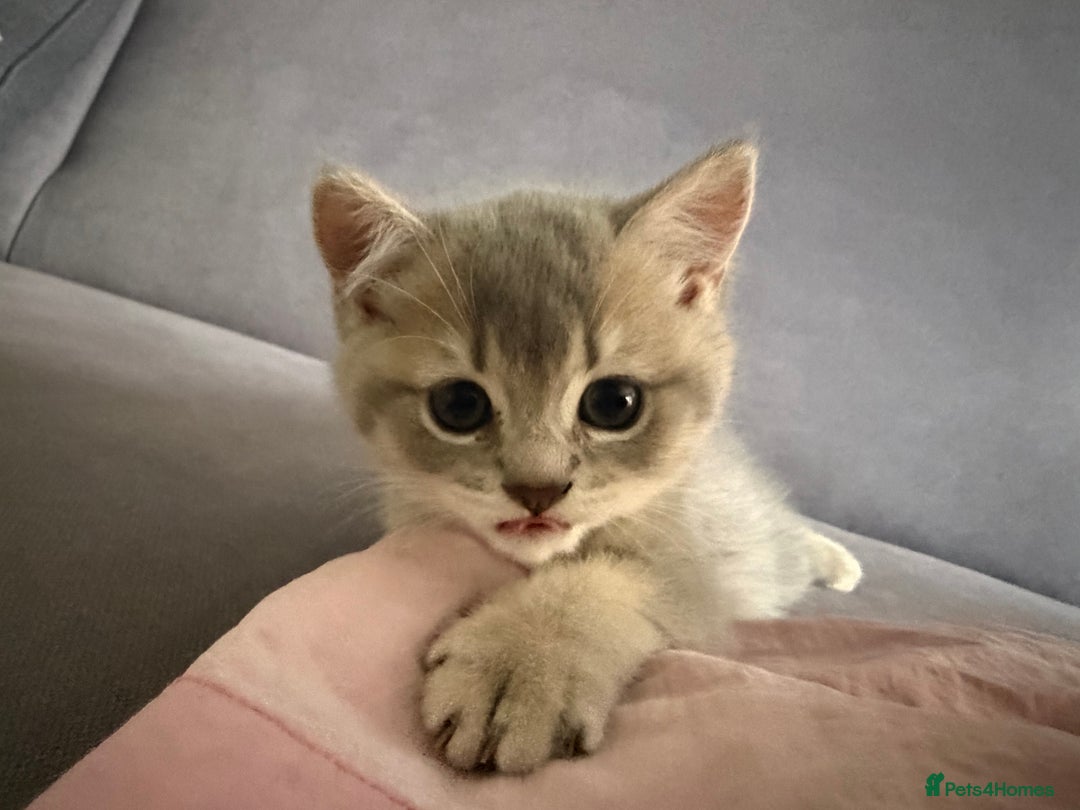 Scottish Fold cats for sale: Perfect  **  - Advert 5