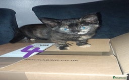 Mixed Breed cats for sale: Kittens for sale - Image 4