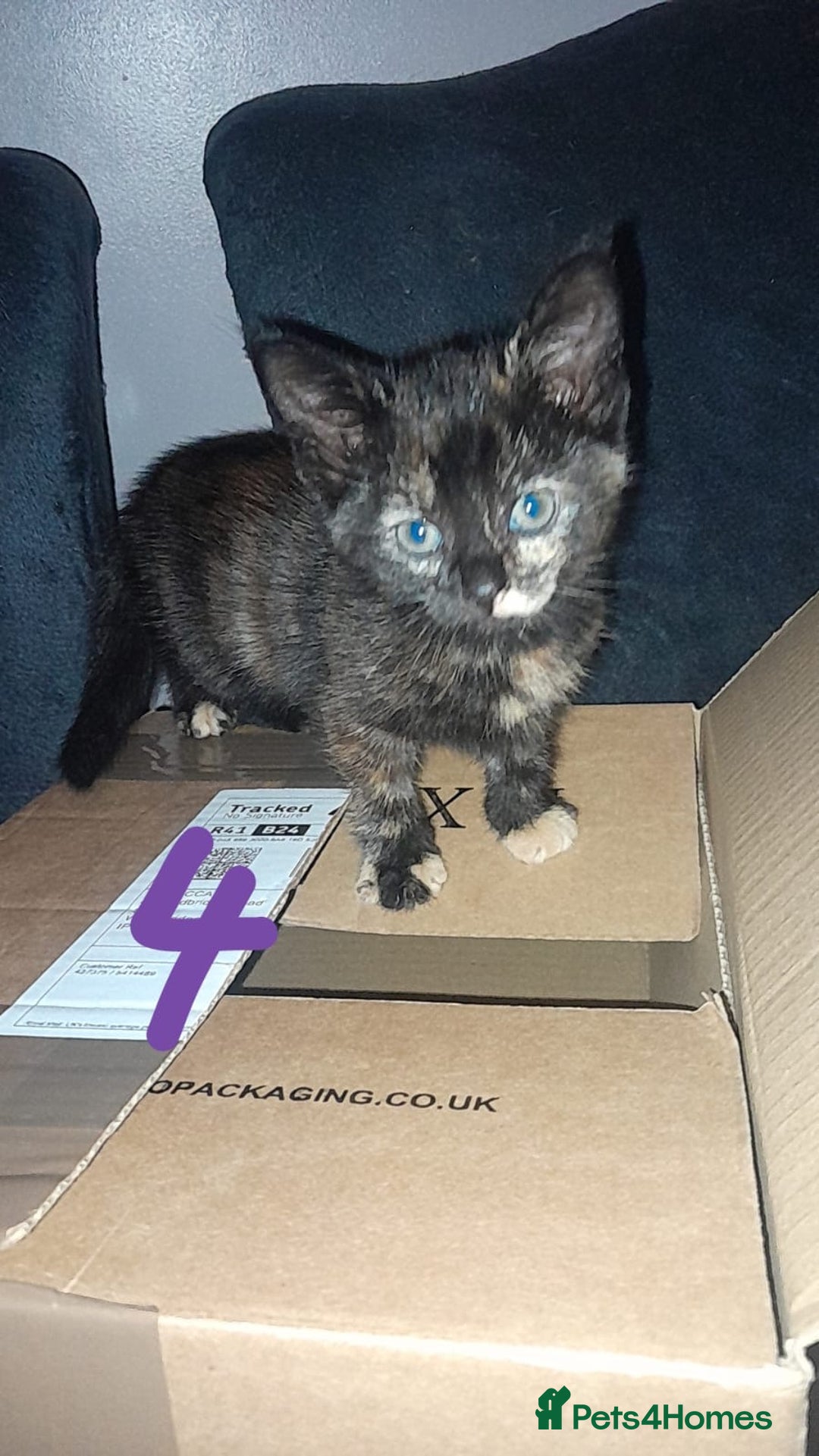 Mixed Breed cats for sale: Kittens for sale - Image 4