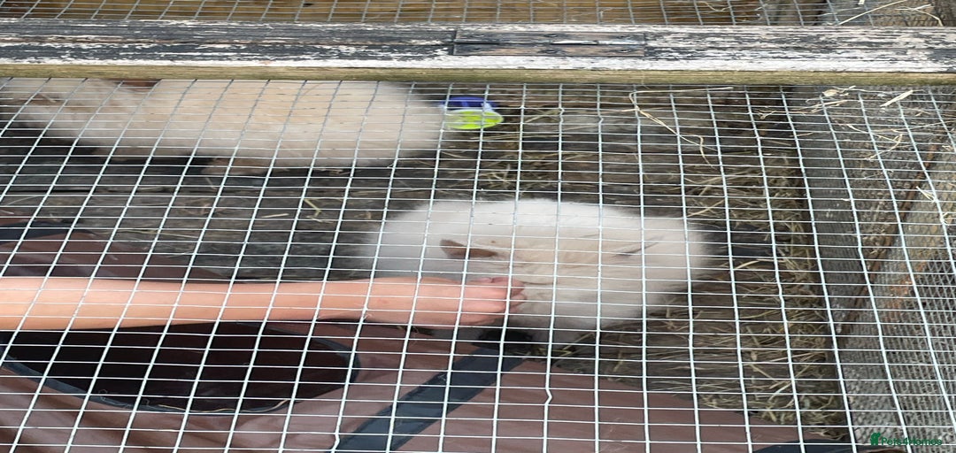 Gallery Image {{count}}