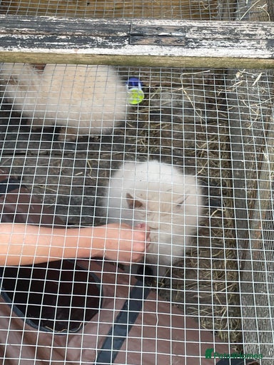 Gallery Image {{count}}