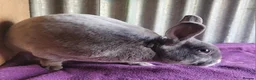 Rex rabbits for sale: 'Snip' blue MIni Rex x Standard Rex buck - Advert 3
