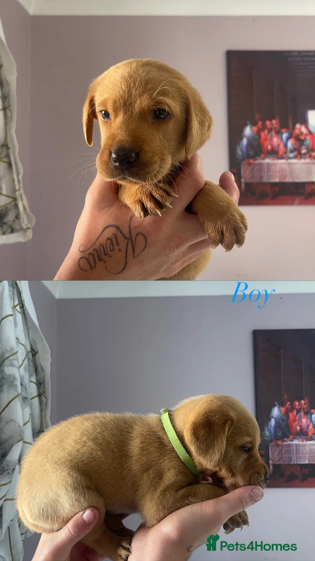 Labrador Retriever dogs for sale: Labrador puppies - Advert 8