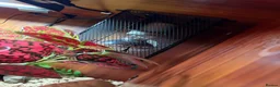 Leopard Gecko reptiles for sale: Leopard Gecko + Full Setup in Ipswich - Advert 6