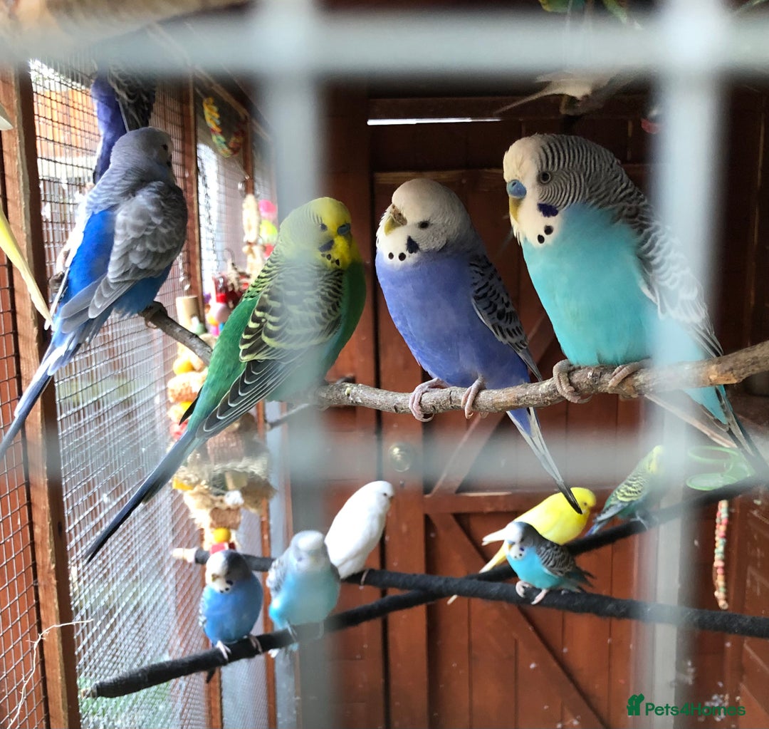 Budgerigars birds for sale: Budgies with an Aviary available. - Image 30