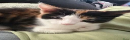 Domestic Shorthair cats for sale: !FREE!  looking for loving home🧡 - Advert 4