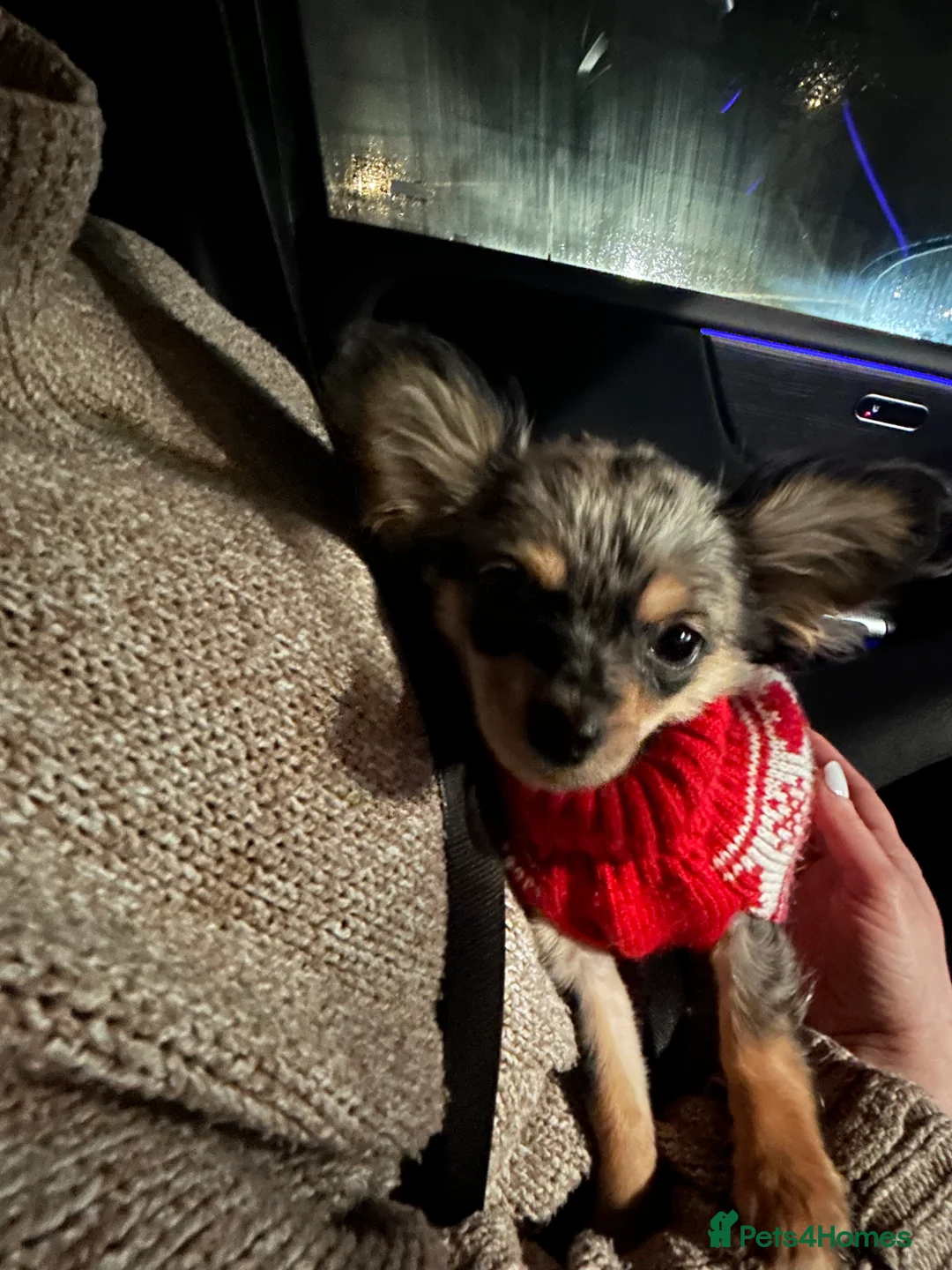 Chihuahua dogs for sale: Beautiful petite long haired Merle chi - Advert 7