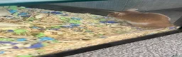 Mouse rodents for sale: X2 Female mice - Advert 2