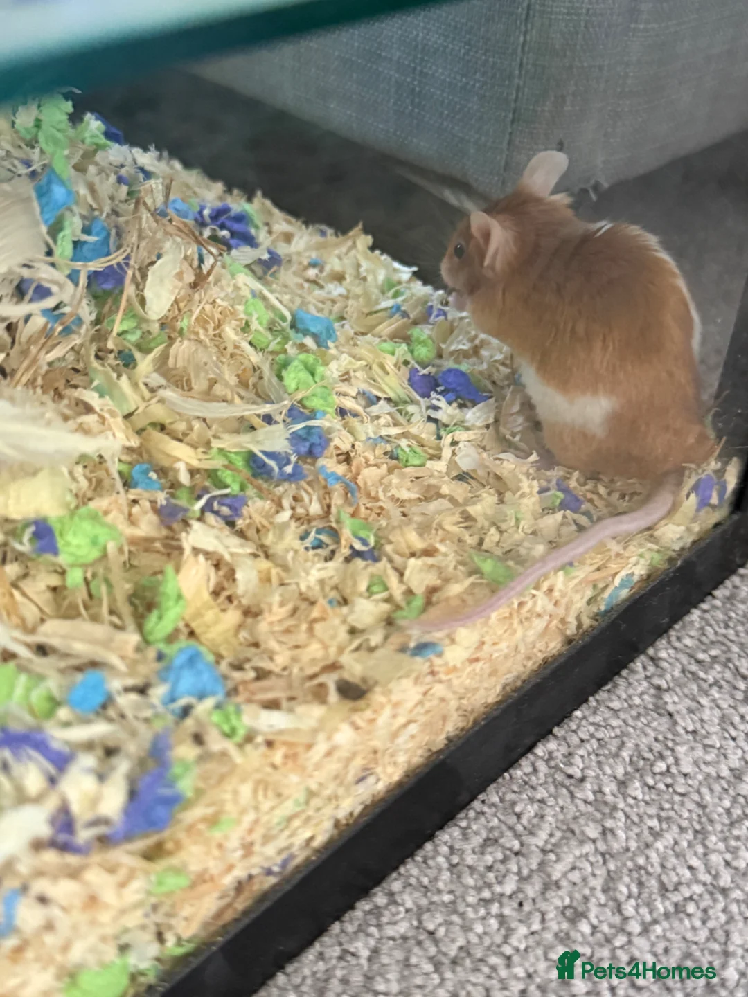 Mouse rodents for sale: X2 Female mice - Advert 2