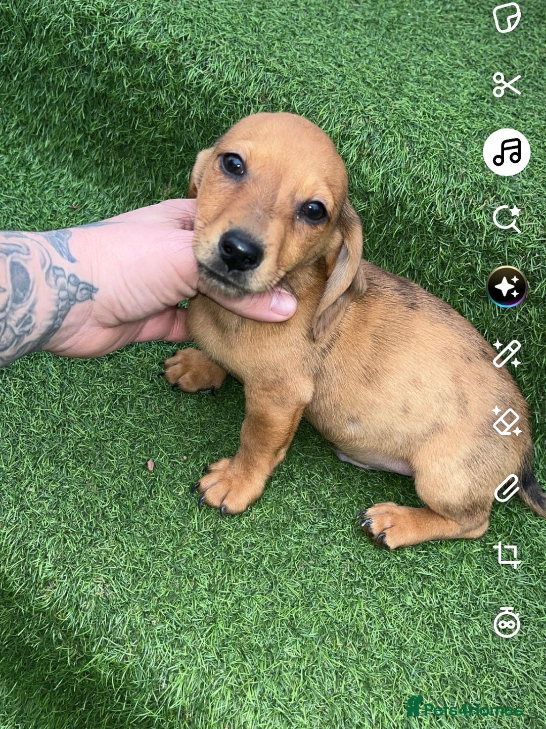 Mixed Breed dogs for sale: Dachshund x Jack Russell  - Advert 2