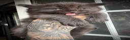 Ragcoon cats for sale: Black Smoke Ragcoon Kittens in Dunfermline - Advert 5