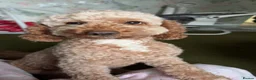 Cockapoo dogs for sale: Stunning F1B Cockapoos  in Stockport - Advert 35