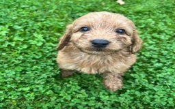 Cockapoo dogs for sale: Cockapoo puppies  - Image 3