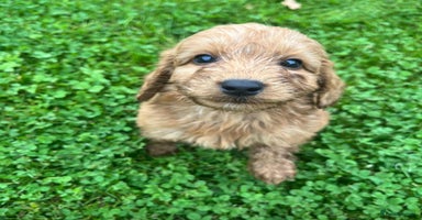Cockapoo dogs - Advert 4