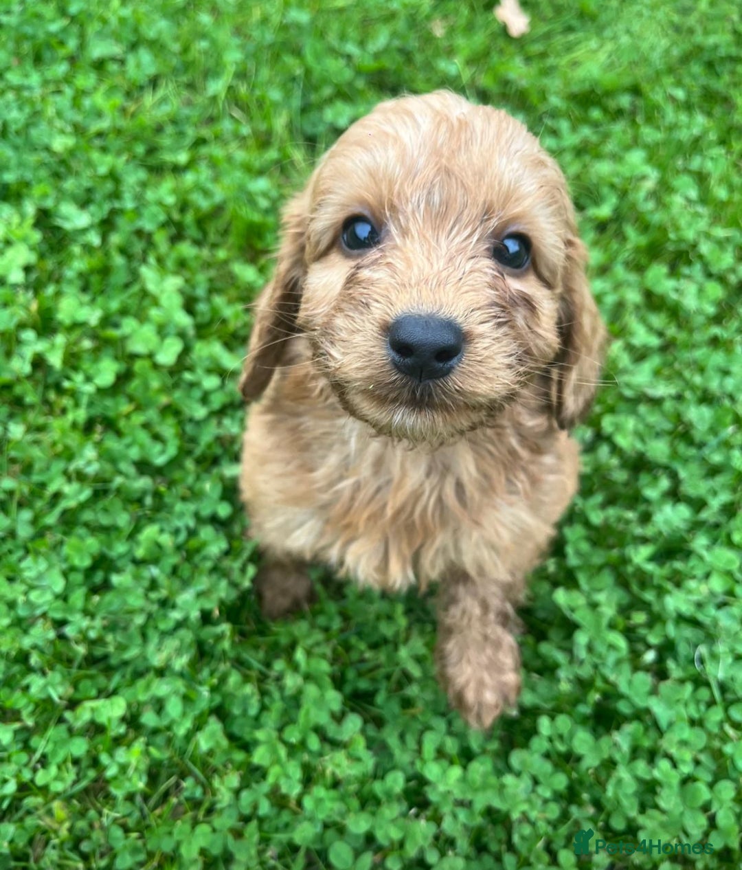 Cockapoo dogs for sale: Cockapoo puppies  - Image 3