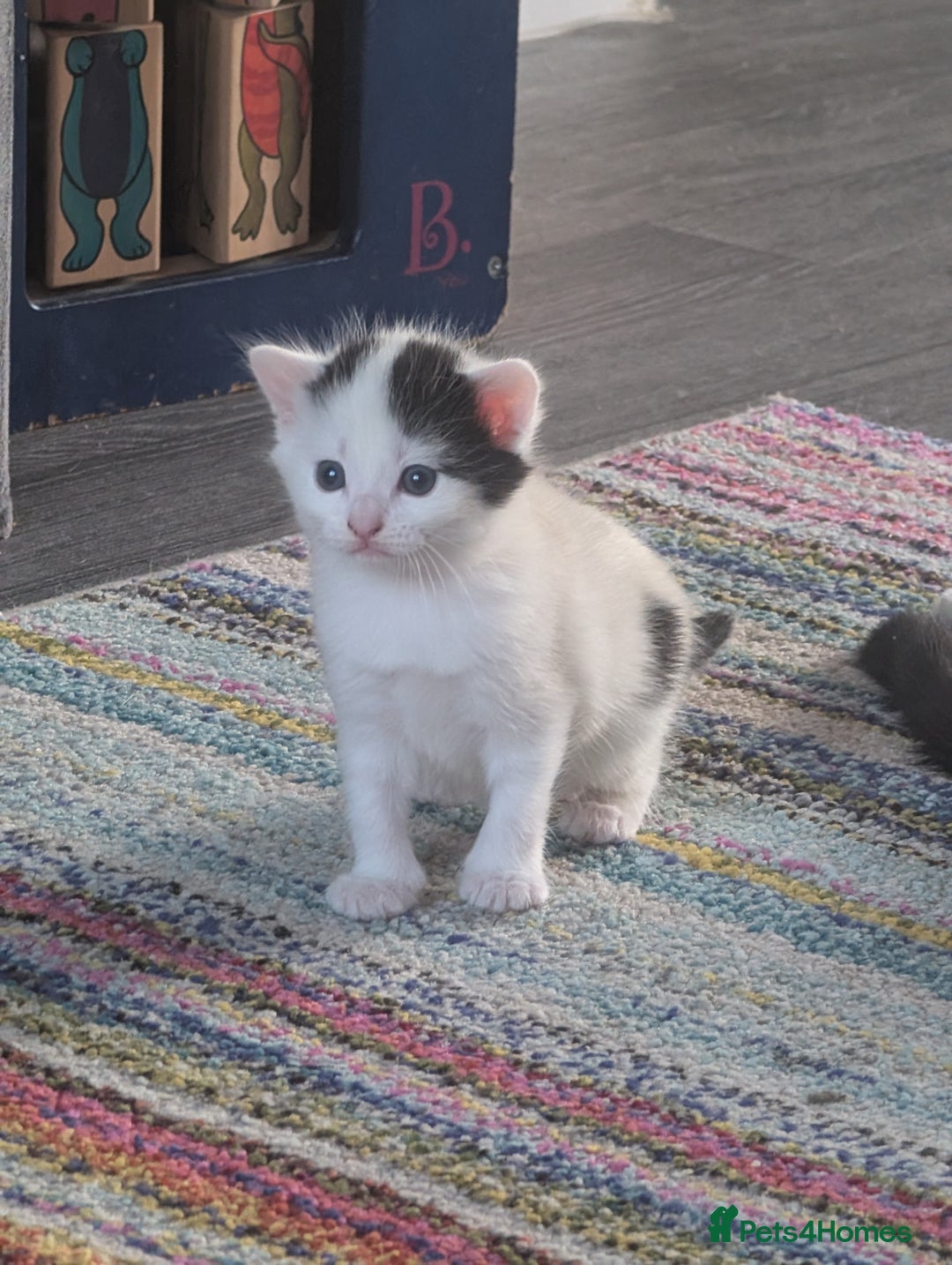 Domestic Shorthair cats for sale: Kittens for sale  - Image 9