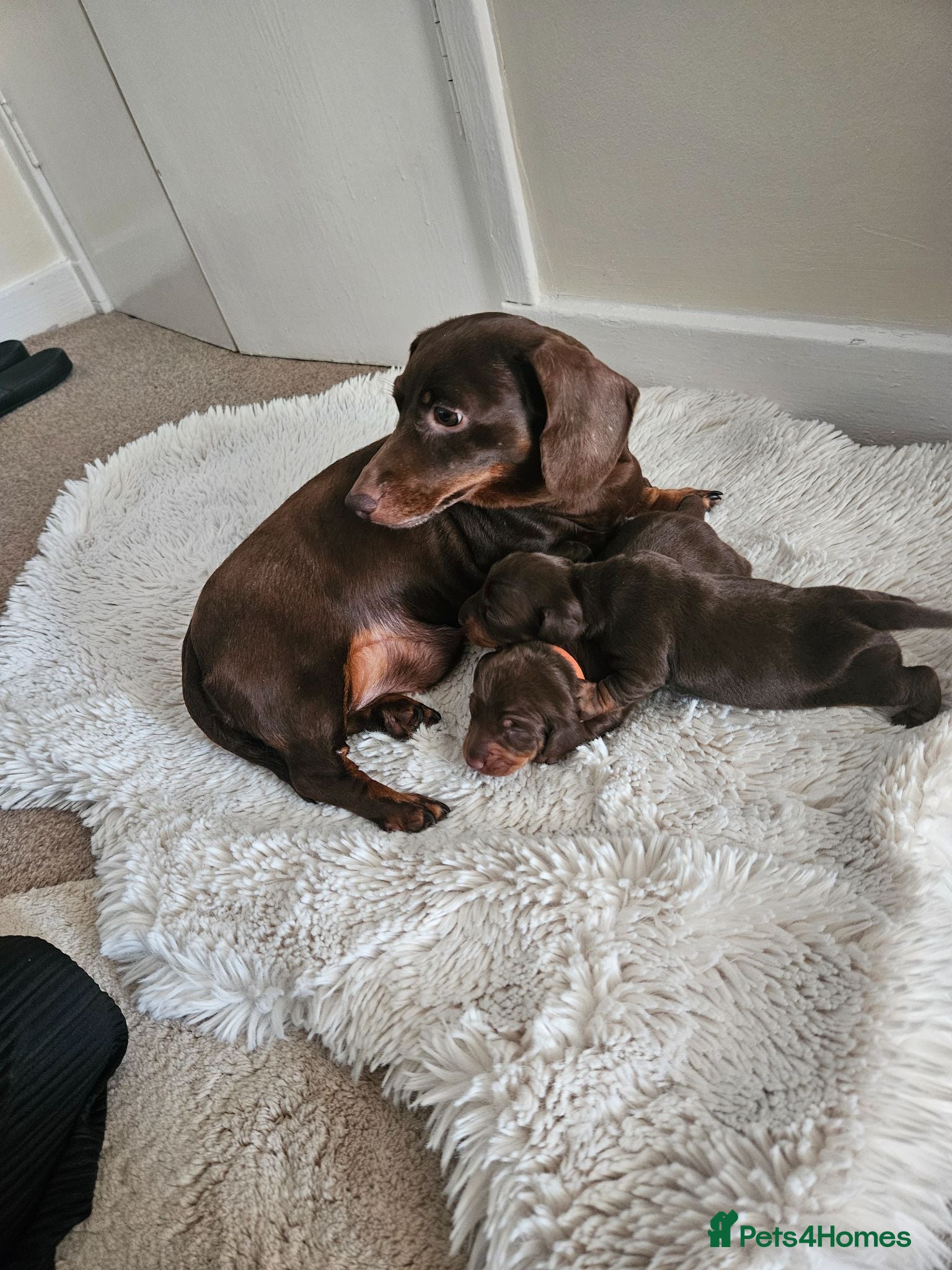 Miniature Dachshund dogs KC Miniature dachshund  - Advert 2