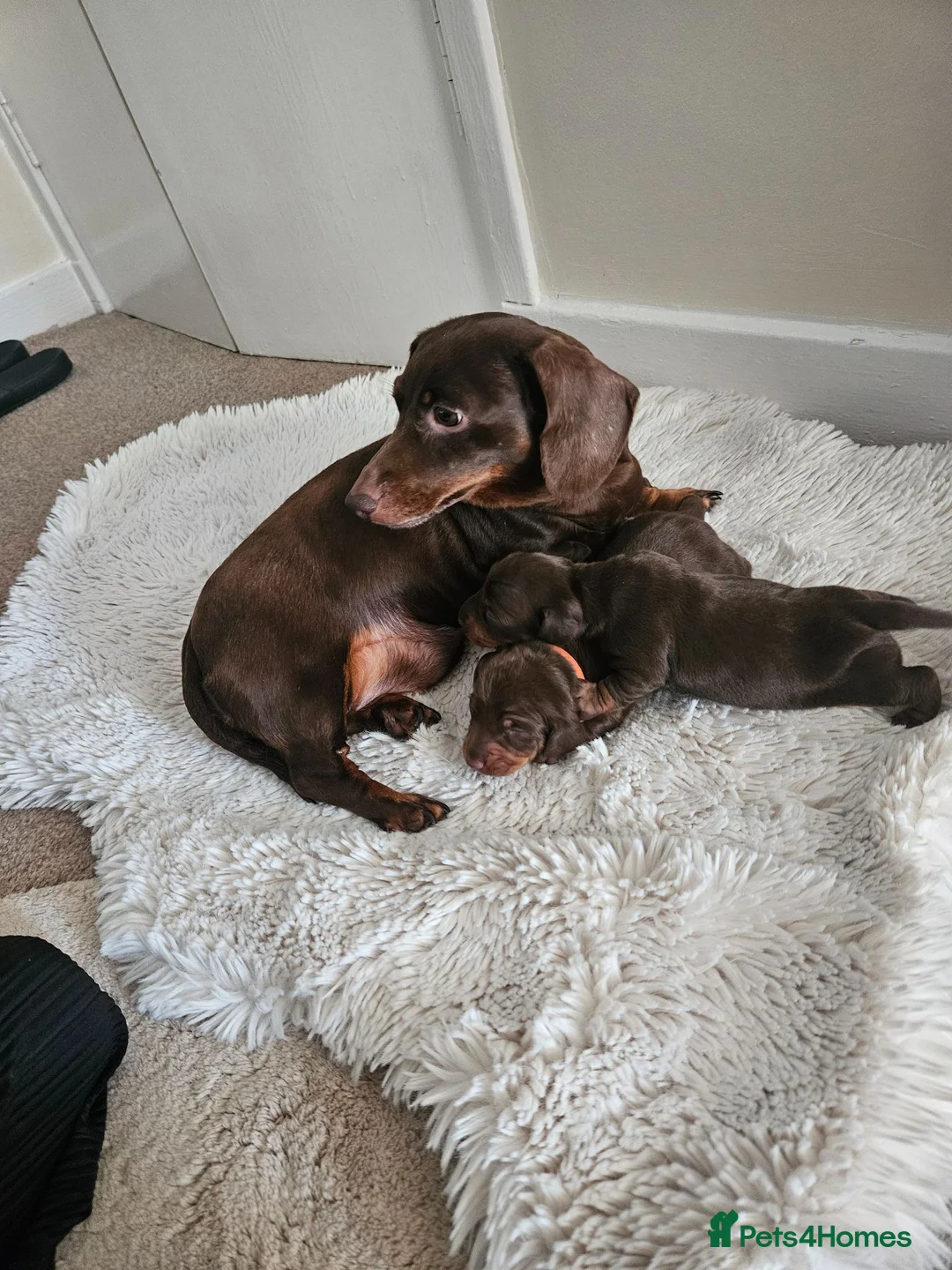 Miniature Dachshund dogs for sale: KC Miniature dachshund  - Advert 1