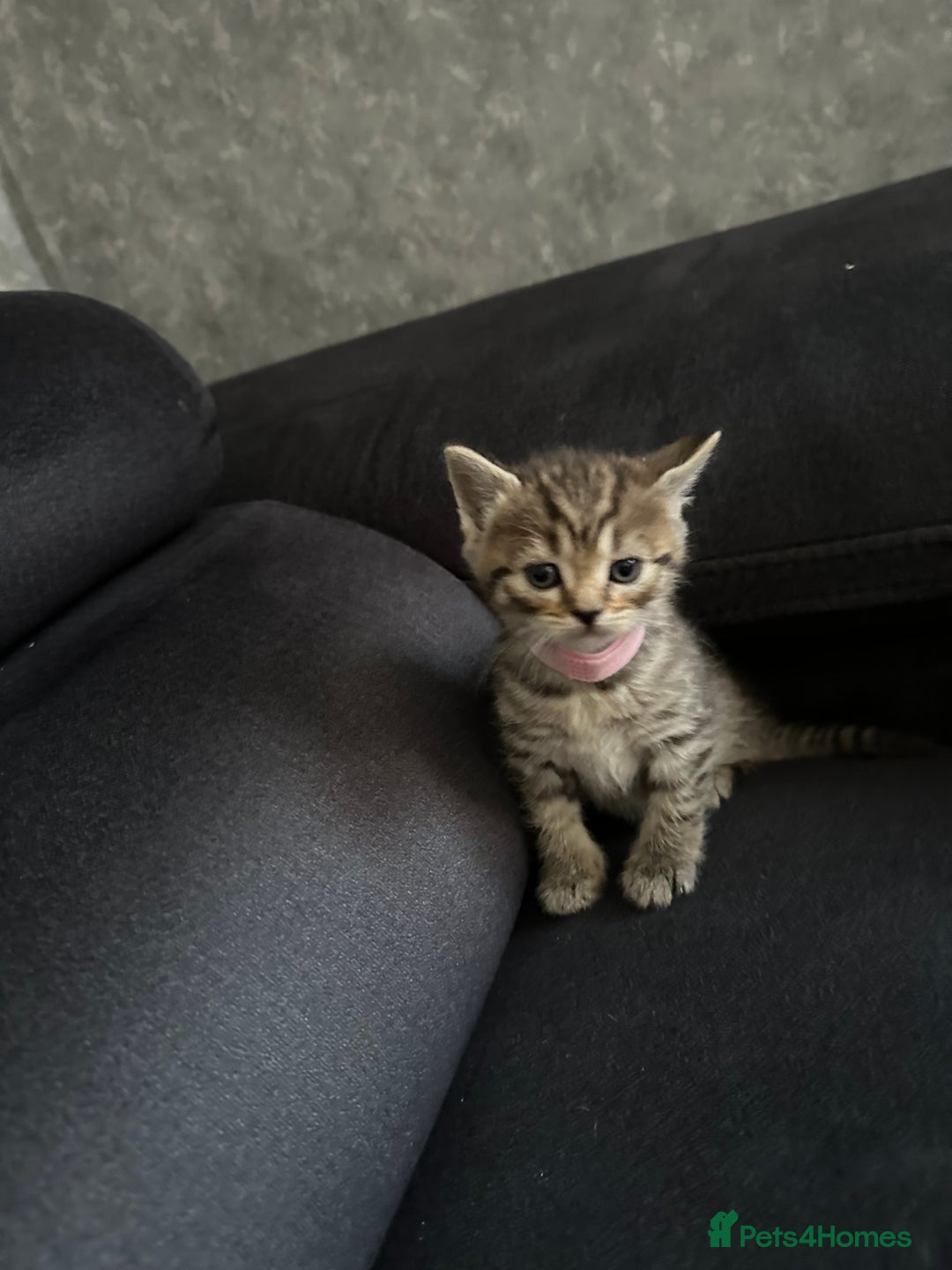 Scottish Fold cats for sale: Scottish fold/straight - Image 14