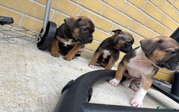 Mixed Breed dogs for sale: Bulldog/staffy pups  - Image 10