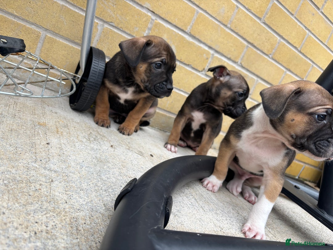 Mixed Breed dogs for sale: Bulldog/staffy pups  - Image 10