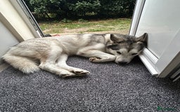Alaskan Malamute dogs for sale: Malamute/husky - Image 1