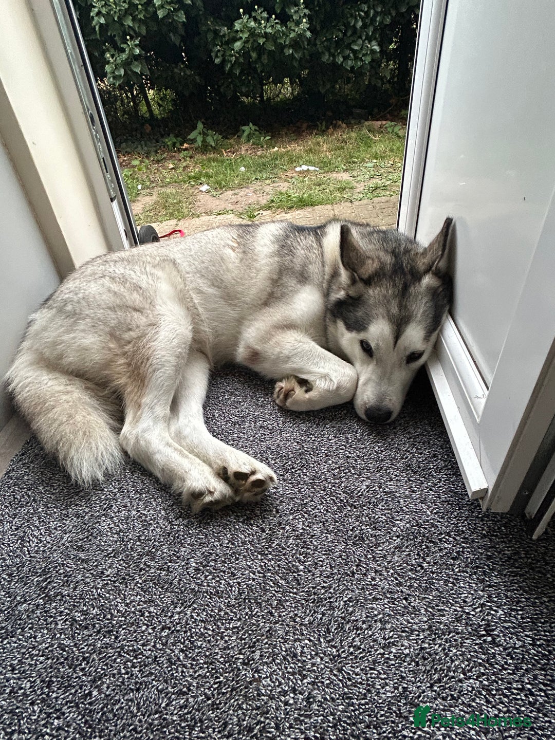 Alaskan Malamute dogs for sale: Malamute/husky - Image 1